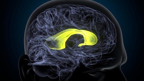 Ilustración 3D de la anatomía callosa del cuerpo cerebral humano photo
