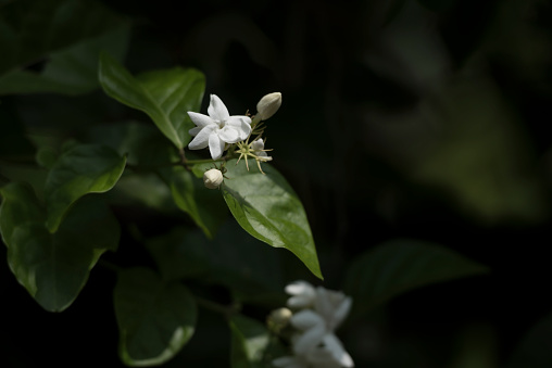 jasmine flower and morning light