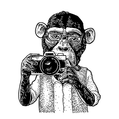 Monkey photographer holding camera. Vintage black engraving illustration. Isolated on white background. Hand drawn design element for poster