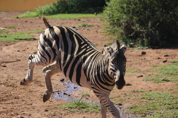 Zebra kicking in protest stock photo