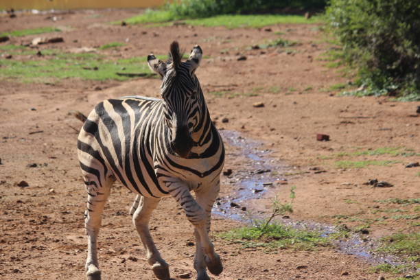 Zebra running stock photo