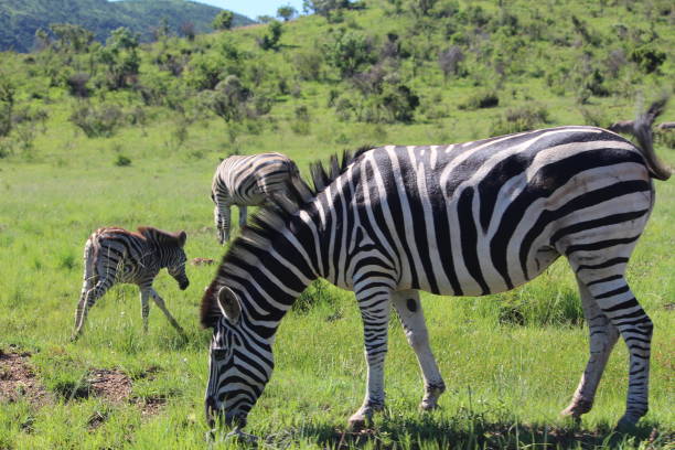 Eating in the grassland
