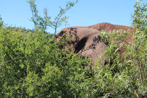 Elephant hiding in the trees stock photo