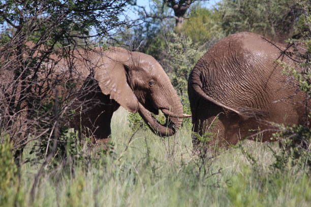 Elephants taking a mudbath stock photo