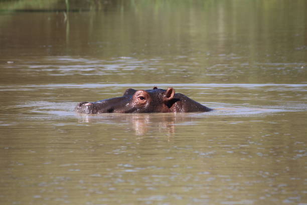 Hippopotamus in the water stock photo