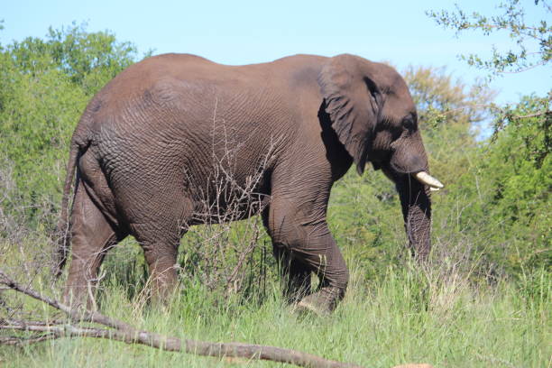 Elephant on a stroll stock photo
