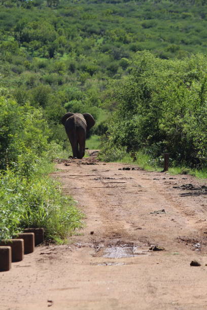Elephant walking on the road stock photo