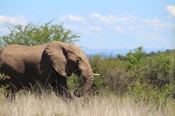 Elephant walking stock photo