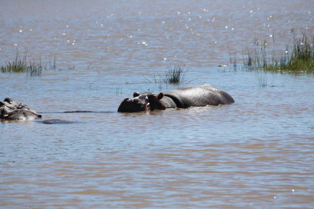 Hippopotamus in dam stock photo