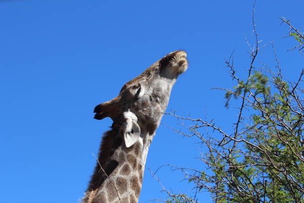 Giraffe stretching stock photo