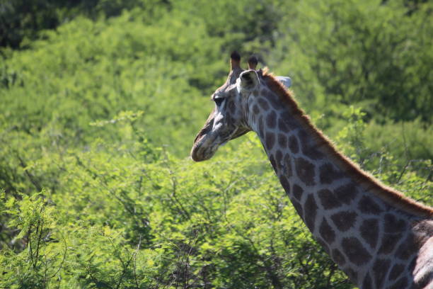Giraffe strolling through the trees stock photo