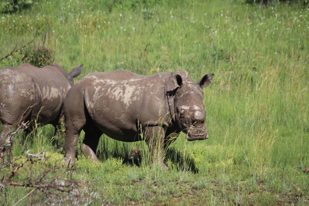 Rhino just aftee a mud bath stock photo