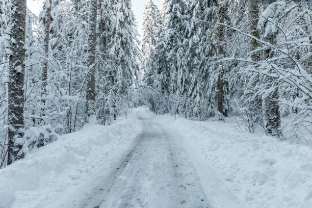 istock Snowy forest road in a fir forest 1363108843