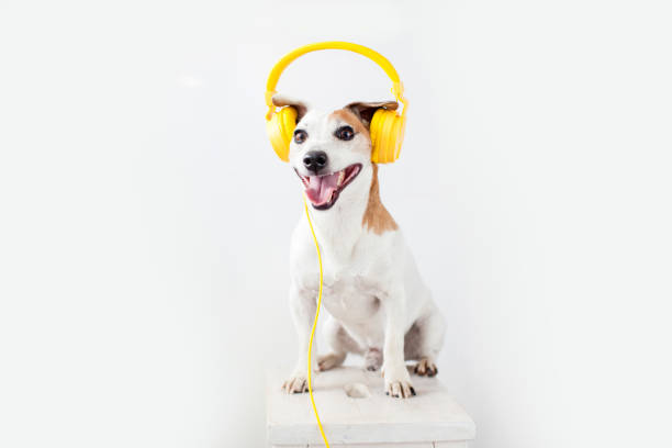 istock Cute dog with yellow headphones on a white 1363108874