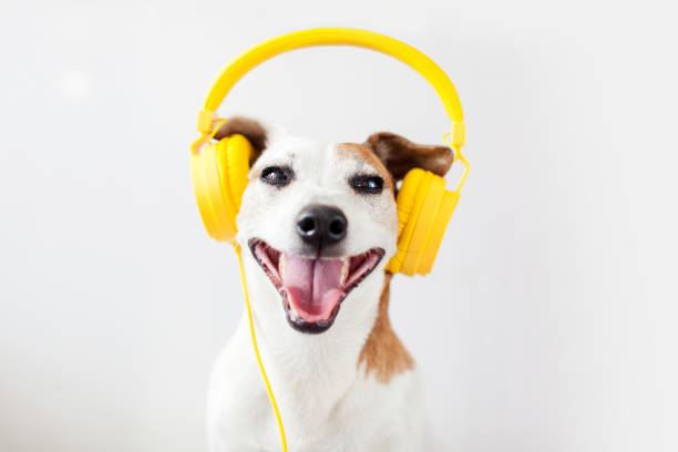 istock Cute dog with yellow headphones on a white 1363108876