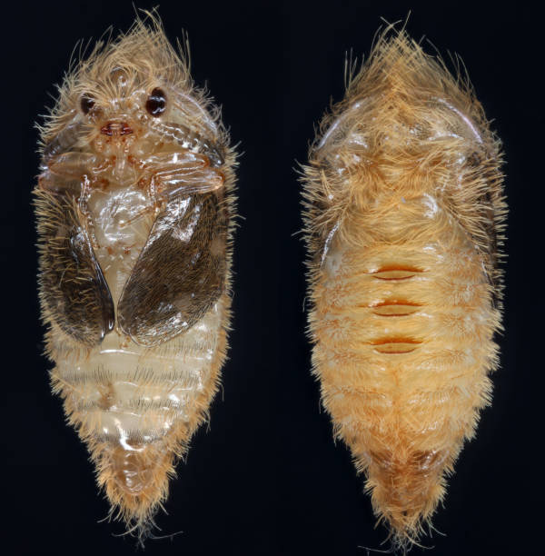 Pupa of Dermestidae species Trogoderma anthrenoides chocolate and sweets pest