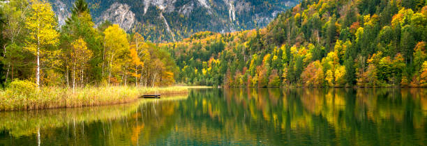 beautiful landscape with vibrant colored forest and trees - spring forest scenics reflection imagens e fotografias de stock