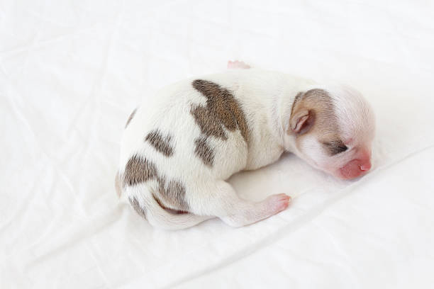 istock Chihuahua Newborn 136310923
