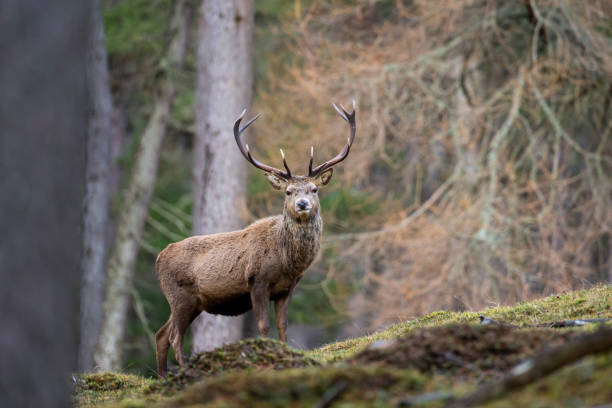 Red deer stag walking amongst the pine trees in the Cairngorms of Scotland stock photo