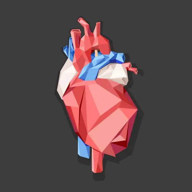 Vector illustration of Low poly style isolated anatomical heart in red, blue and white colors on the gray background.