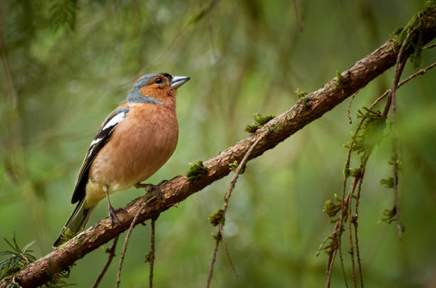 Chaffinch bird (Fringilla coelebs) sitting in the tree. Side view of a chaffinch (Fringilla coelebs) in the tree. Brown bird perched on branch. finch stock pictures, royalty-free photos & images
