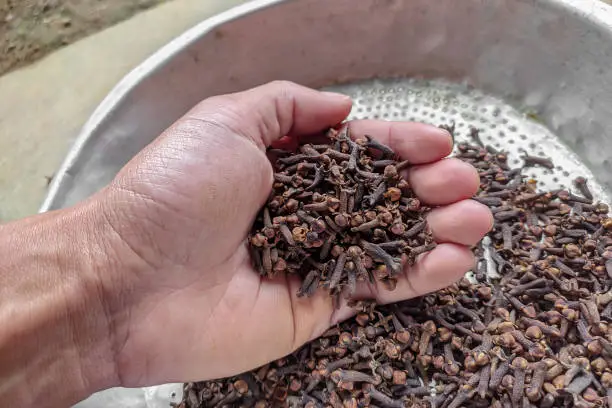 The left hand of a man from Indonesia holds a dry clove from a spice farm in Sumedang, West Java, Indonesia