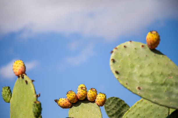 Prickly pears are a natural treat in Malta stock photo