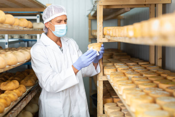 istock Cheesemaker checking aging process of goat cheese in maturing chamber 1363111160