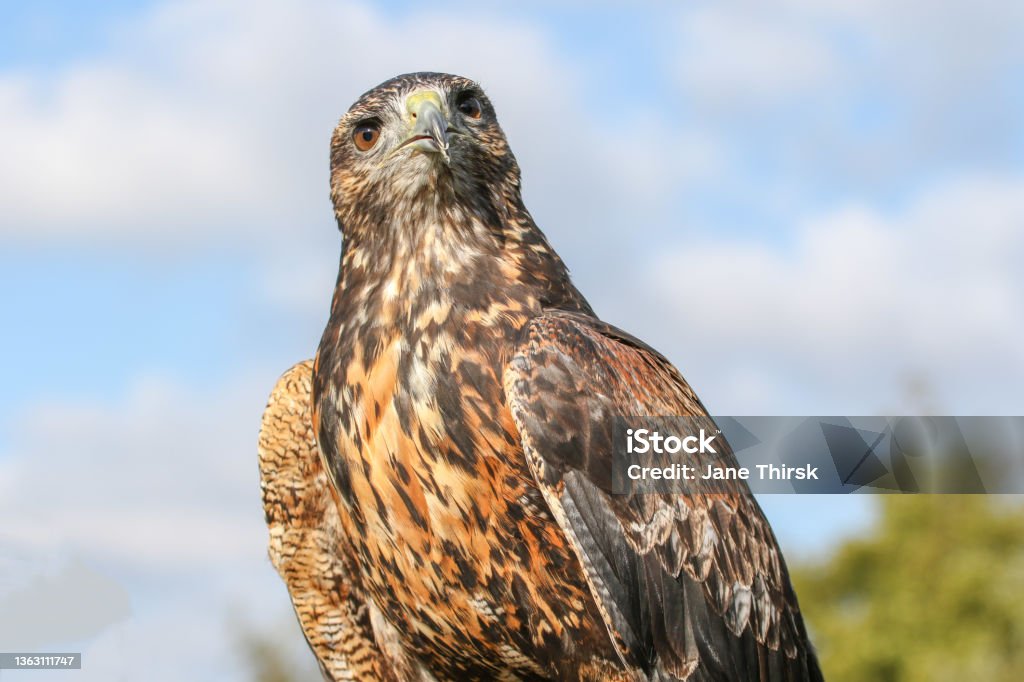 A young Steppe Eagle bird A young bird of prey bird Alertness Stock Photo