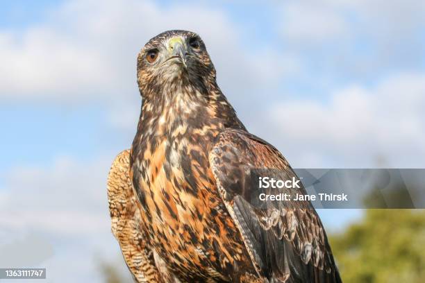 A Young Steppe Eagle Bird Stock Photo - Download Image Now - Alertness, Amber, Animal