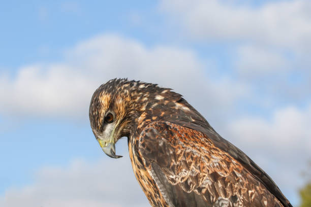 A young Steppe Eagle looking down. Steppe Eagle perched and looking down steppe eagle aquila nipalensis stock pictures, royalty-free photos & images