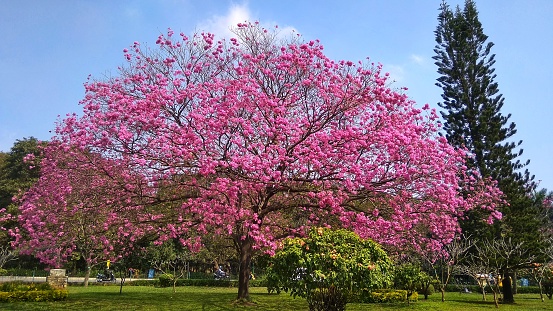 Pink trumpet tree in the public park in India