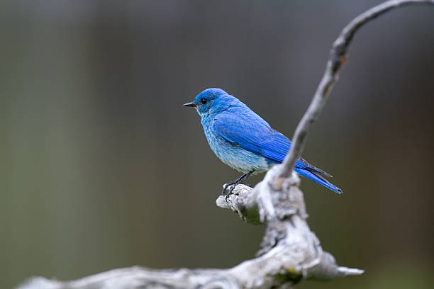 숫나사 산파랑지빠귀. - mountain bluebird bird bluebird blue 뉴스 사진 이미지