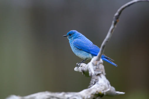 Bright blue male Mountain Bluebird (Sialia currucoides) on a branch.