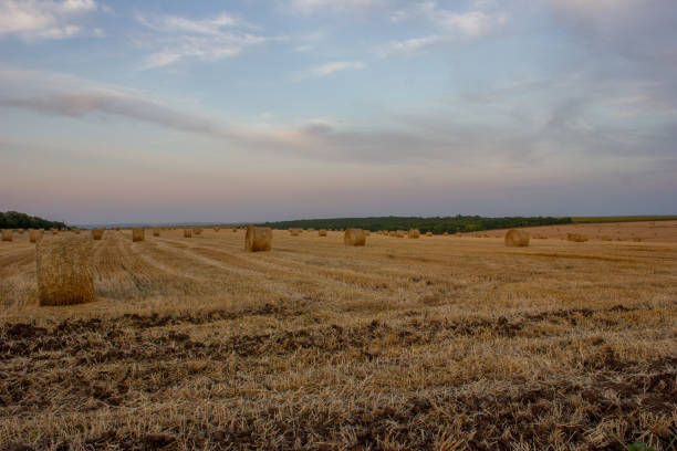 istock Bales of Hay 1363112288