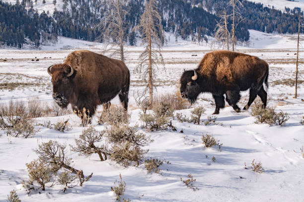 istock Bison (buffalo) march east in Yellowstone Lamar Valley winter landscape 1363112868