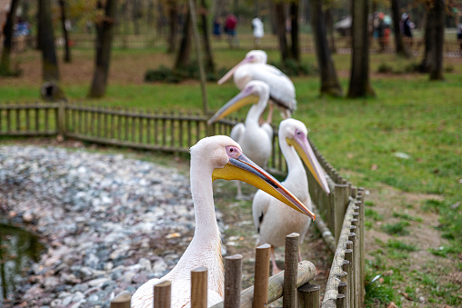 white pelicans in wildlife park
