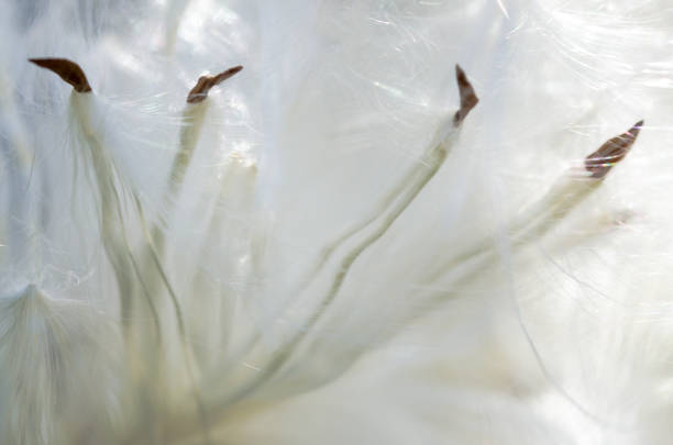 Nature Abstract: Delicate White Milkweed Seed Fibers