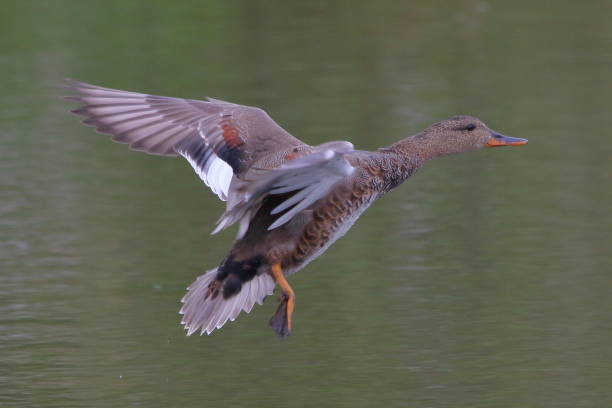 istock Male gadwall duck in flight 1363114372