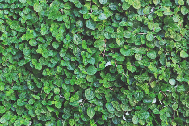 Natural Pattern Background of Lush Creeping Charlie Plant, Pilea nummulariifolia (Sw.) Wedd. Natural Pattern Background of Lush Creeping Charlie Plant, Pilea nummulariifolia (Sw.) Wedd. pilea nummulariifolia stock pictures, royalty-free photos & images