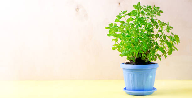 istock Mint plant in the flower pot at home.  Copy space 1363118317
