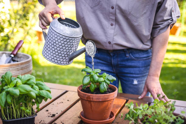 plantation et jardinage dans le jardin au printemps. - basil herb plant organic photos et images de collection