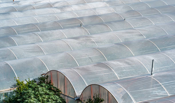 istock complex of industrial polytunnels for growing vegetables, top view 1363118596