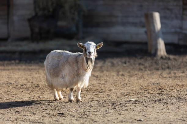 istock White Sheep inside a Farm on a Sunny Day 1363118646