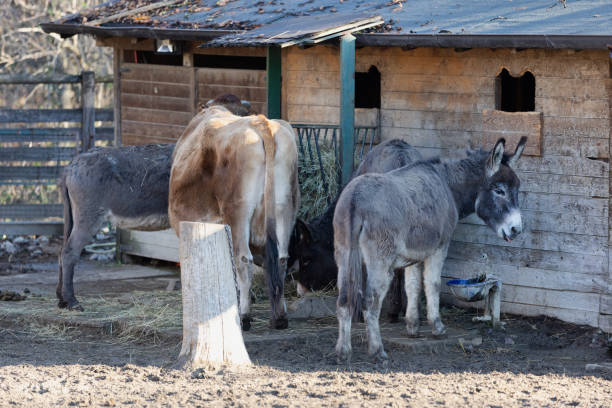 krowa i dwa osły żerujące na farmie - donkey mule large grazing zdjęcia i obrazy z banku zdjęć