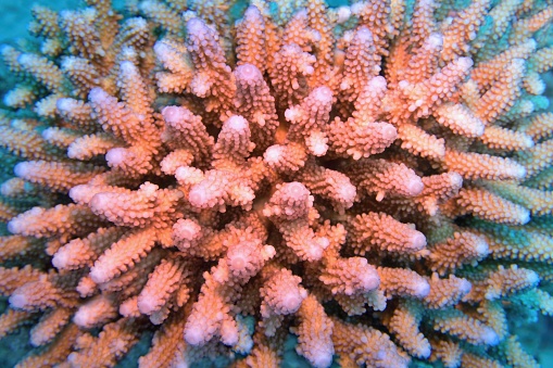 Organic texture of the stony hard coral  Acropora. Trendy color calming coral.