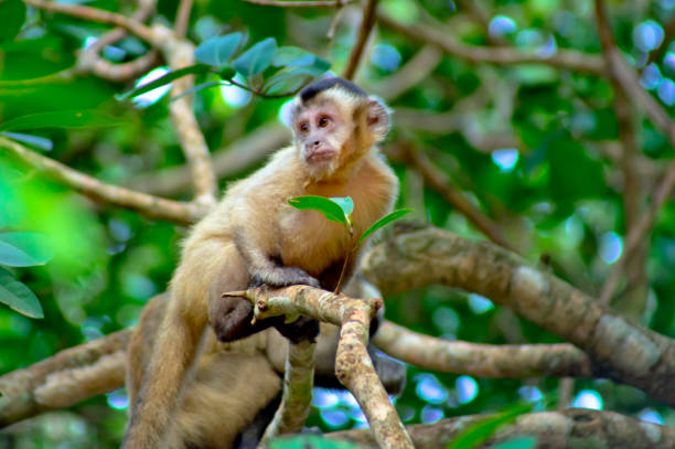 крепкая обезьяна-капуцин над зеленым лесным фоном - brown capuchin monkey стоковые фото и изображения