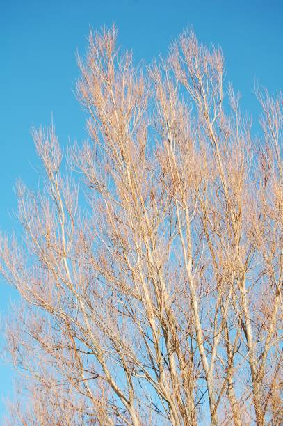 istock Beautiful winter sunlight on a willow tree with a clear blue sky as background - color contrasts. 1363119682