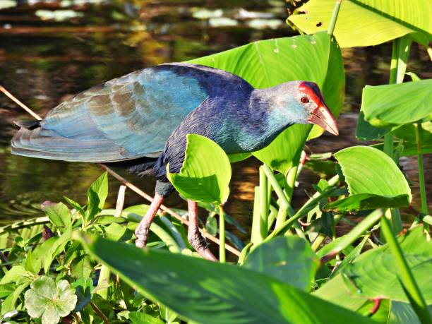 istock Grey-headed Swamphen (Porphyrio poliocephalus) in the Florida wetlands 1363119686
