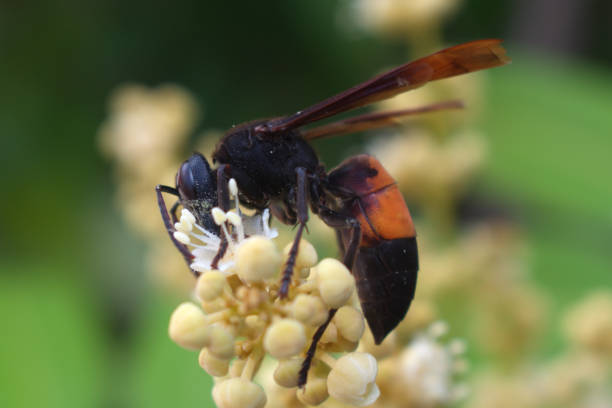istock Cute Bee Perch At Longan Flower 1363119840